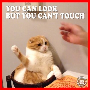 Kitten rules: | The Pet Collective