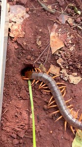 Big centipede VS Fire ants | Jingsoo Life