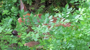 Leaving wildlife alone is best for them, us