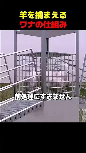 How a trap works to catch sheep