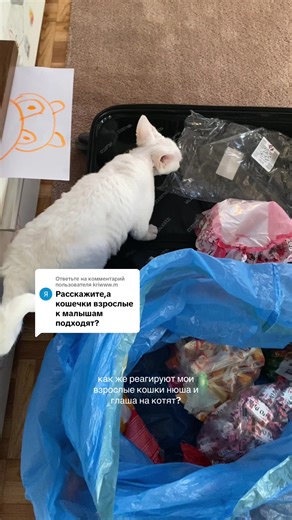 Understanding Sphynx Cats: Features and Care Tips
