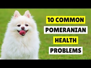 10 Common Health Problems in Pomeranians and How To PREVENT Them 😱