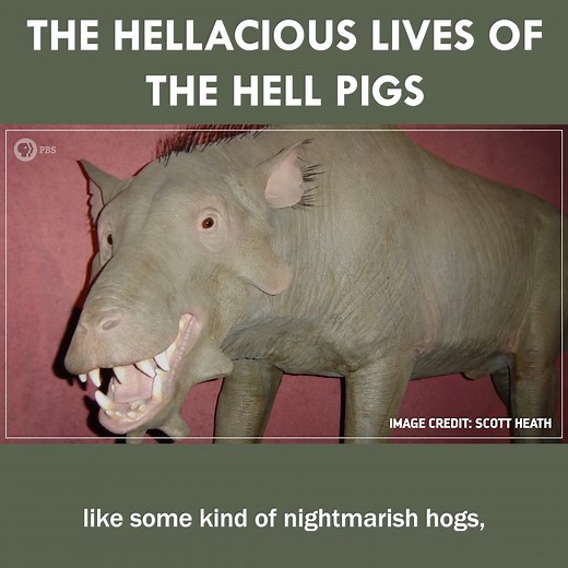 The Anatomy & History Of 'Hell Pigs' | Eons • PBS