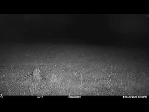 Barred Owl Catches Rabbit On Game Camera