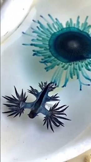 The Incredible Animal: Glaucus atlanticus