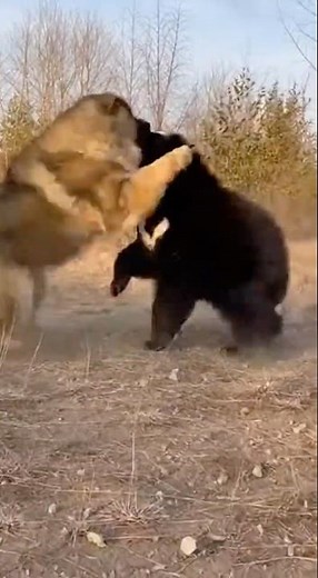 A Caucasian Shepherd Dog fights off a bear attack.