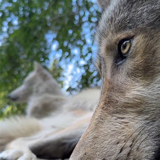 The closest you'll ever get to wolves 💞 | Wolf Conservation Center