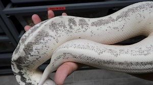 20 month update on the first ever produced Leucistic ( Super Druid ) Blood Python! When I hatched these out, they were nearly patternless and white. Now this heavy gray/ pattern has developed and isn’t slowing down. What do y’all think of this one’s development so far? | Juggernaut Reptiles