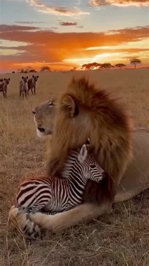 Everything we know about the wild just changed. 🦓 Seeing a lion and a zebra sitting peacefully together is a true miracle. Is peace finally coming to the jungle? Have you EVER seen anything like this before? Tell us if you think this bond is real! 🤔 #UnlikelyFriends #ZebraAndLion #NaturePeace #WildlifeMagic #ViralVideo