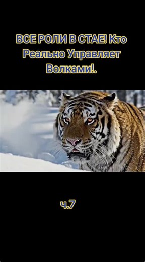 All Roles in the Pack: Who Really Controls the Wolves?