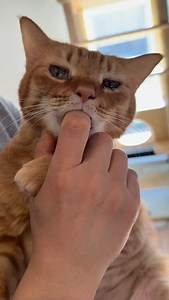 ムギ、1週間ほど前から お腹の湿疹が急にひどくなってきたので 病院に行ってきました かゆみ止めの注射💉をしてもらい あとはステロイド投薬治療です 今回何が原因で急に悪化したのかはわからないけど 今年の夏前から湿疹が出はじめてたので 4月ごろ変えたトイレ砂が問題の可能性あるかもね と病院の先生もおっしゃってたので トイレを前のシステムトイレに戻しました これで数ヶ月様子見です かゆみが止まって安心したのか 最近あまりしてなかった指チュパを 頻繁にするようになりました 指チュパはムギにとって 健康のバロメーターのようなものなのね 早く連れて行ってあげればよかったね #ムギチュパ動画 #湿疹 | Bisco Mugi