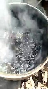 Separation techniques of shea butter from the nuts | Farmvilla Resource Centre