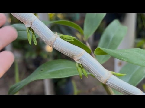 🟢 How to Grow Dendrobium Orchids