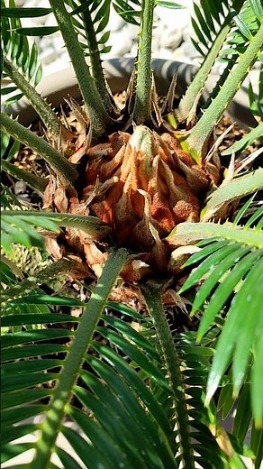 Cycas revoluta Palmfarn treibt aus