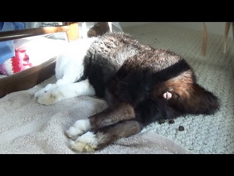 Sleeping rabbit poops in reverse