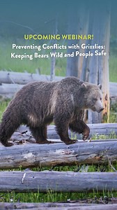 We need to keep bears wild, people safe, and livelihood intact. Learn more about bear conflict prevention at our webinar on April 24. | Greater Yellowstone Coalition