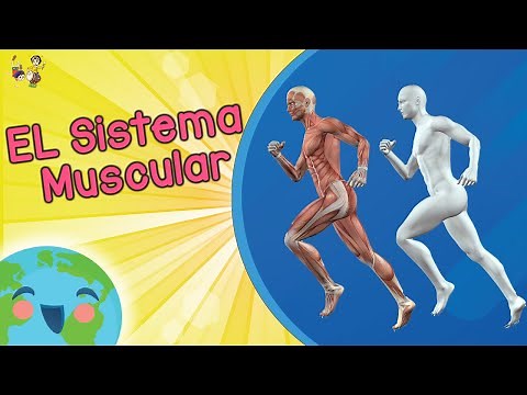 Sitema Muscular Para Niños (Videos Educativos para Niños)