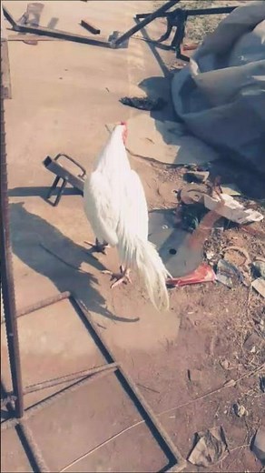 hera murga fight #roosterfarm #aseelmurga #aseel