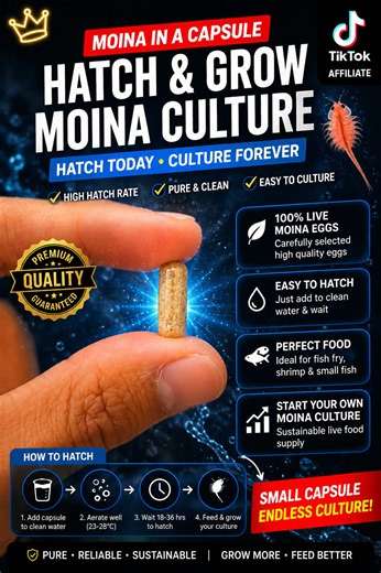 Moina eggs capsule: paano gamitin at benepisyo