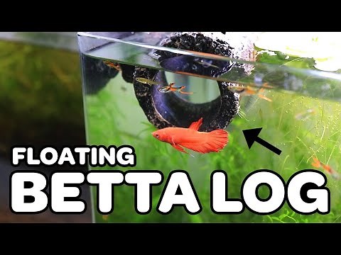 Floating Betta Log | Does it work?