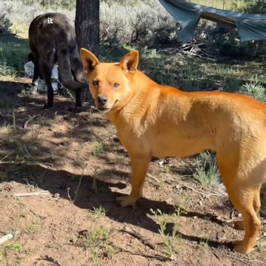 Dog updates incl Red, Shed Dogs, Mae and Urek❤️Dogs Rock!! #dogsforadoption #adoptdontshop