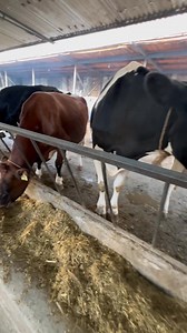 Feeding time on the dairy farm—because good milk starts here…. It’s easy to know if a farm is profitable just by looking at the trough… Agree or disagree? | Dairy networks