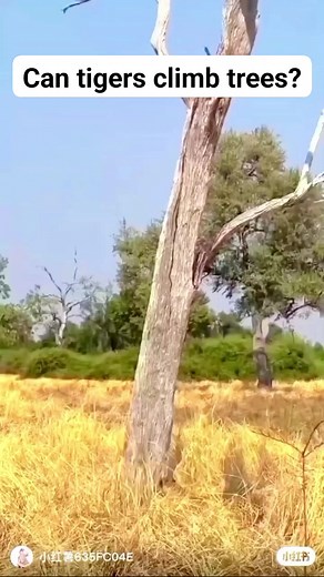 Can tigers climb trees? #wildlife #hightlight | American Animals