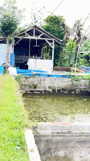 13K reactions · 42 shares | Ke petani koi.. - - - - - - - -di desa Karangsari Rejotangan Tulungagung #Koi #bakjejer #review | Buchori Koi Channel | Facebook