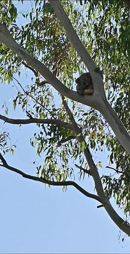 Koala sleeping with he eucalyptus leaf on his face 🙉 #australianlife #koala #marsupial #kangaroo #cuteanimals #australiatiktok #nature #bushwalk #australianwildlife #bush