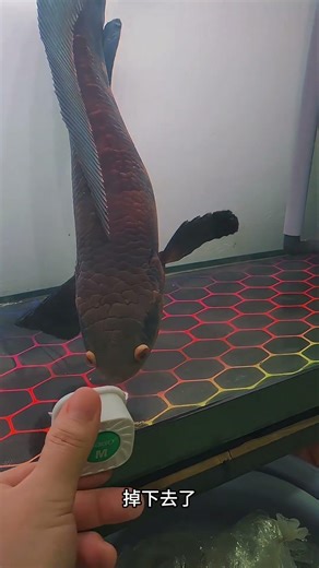 When cleaning the fish tank half of the magnet was attracted off. Its subsequent actio