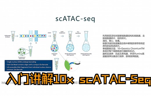10x scATAC-seq建库与测序原理（入门保姆级讲解）