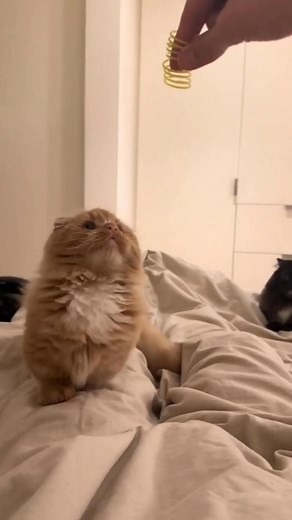 413K views · 13K reactions | Munchkin cats are a unique breed known...