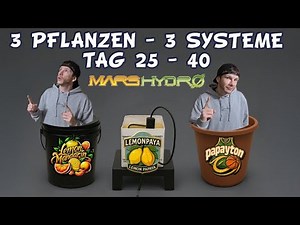 Low-Stress-Training Tage 25 bis 40 Lemon Paya Papayton Lemon Mandarin 