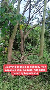 660 reactions · 152 comments | Sa aming paggala sa gubat ay may napansin kami sa puno, Ang akala namin ay bagin laang. #Saamingpaggalasagubat #Maynapansinsaisangpuno #Angakalanaminaybaginlaang #viralvideo #trendingreels #ForEntertainmentPurposesOnly #highlights | Jessie Limbo Mendoza | Facebook