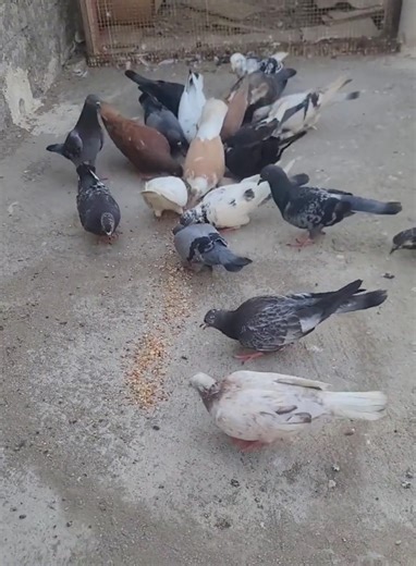 تأكيل الطيور