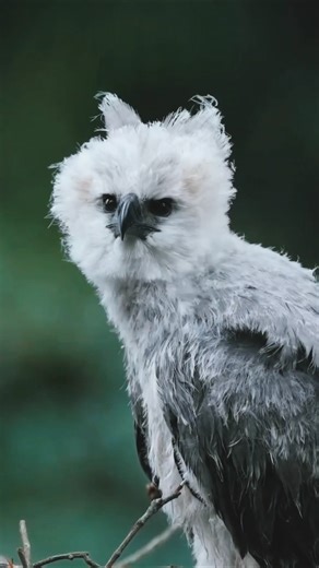 Nature's Beautiful Animal Evolution #cute #funny #animals