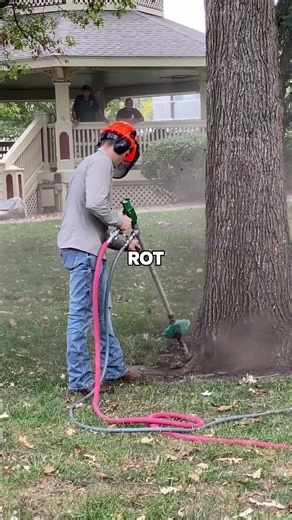 This Tree is Dying and No One Knows Why