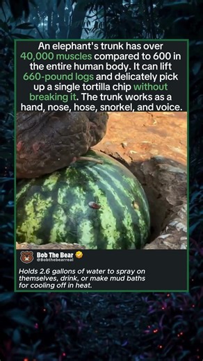 Elephant's Trunk Has 40,000 Muscles