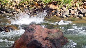 12K views · 268 reactions | View This Spectacular Footage Of Golden Dorado In The Jungles Of Bolivia. Only At Tsimane! View Destination: https://www.yellowdogflyfishing.com/destinations/fly-fishing-bolivia | Yellow Dog Flyfishing | Facebook