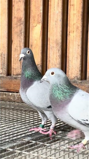 Top Quality Blue Bar Bird #pigeon #racingpigeons #pigeonracing #tfrpl