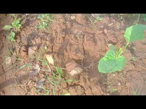 Lauki ko 2G cutting karne ke bad fal aa hi Gaya#lauki #cuting #farming