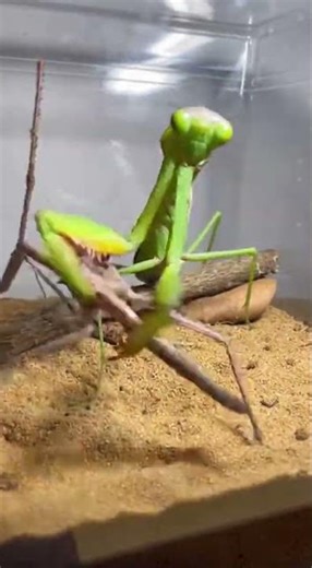 Grasshopper vs Sticky Insect – Wild Behaviour Study