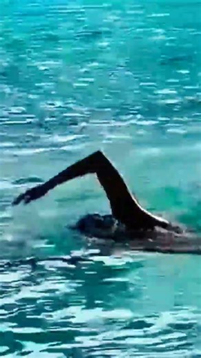 Long distance swimming practice #shorts