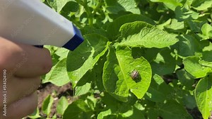 Spraying the larvae of the Colorado potato beetle with an insecticide solution
