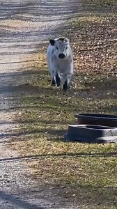 3K views · 73 reactions | Nothing cuter than baby calves exploring the world  Full of curiosity, wobbly steps, and endless charm! #farmvibes #cutecalves #BabyCalf #FarmAnimals #CalfLove #FarmVibes #AnimalLovers #FarmLife #AnimalVideos #CuteAnimals | Animals TV | Facebook