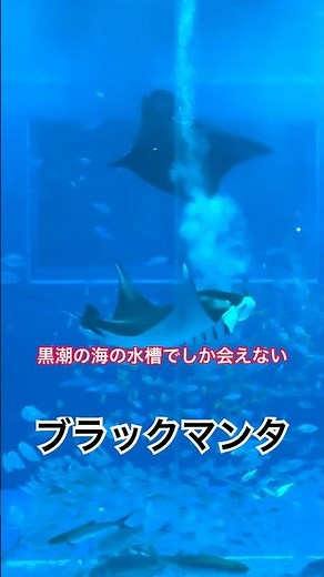 沖縄旅行で絶対に外せない‼︎美ら海水族館🦈🐬 #沖縄#美ら海水族館