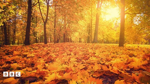 Autumn equinox: When does autumn begin?