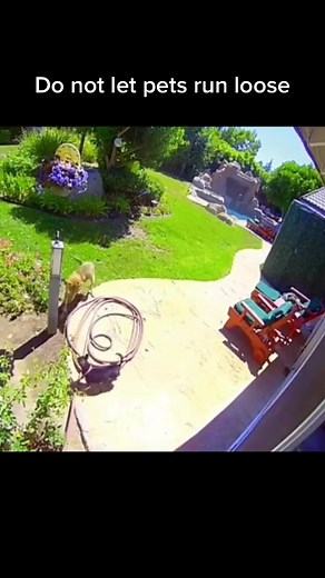 Preventing Coyote Attacks on Pets: Safety Tips for Pet Owners