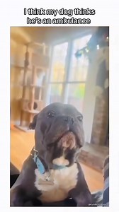 24K views · 1.7K reactions | Funny and cute dog compilation 藍.. | Cuteyfunny | Facebook