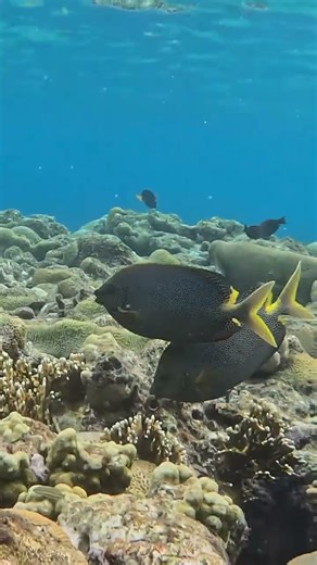 Synchronized Grazing: Brown Spotted Spinefoot Fish in Action 🐟🌊🎥